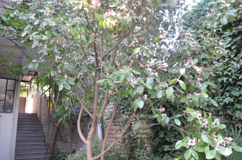 Alex'S Cosy Guesthouse Tbilisi Exteriör bild